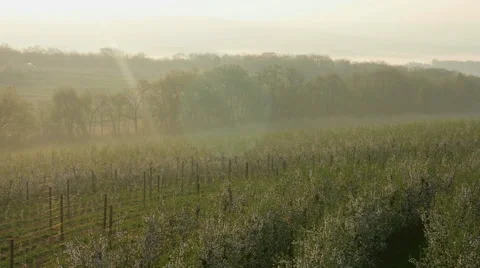 View of blossom field Stock Footage 50166033