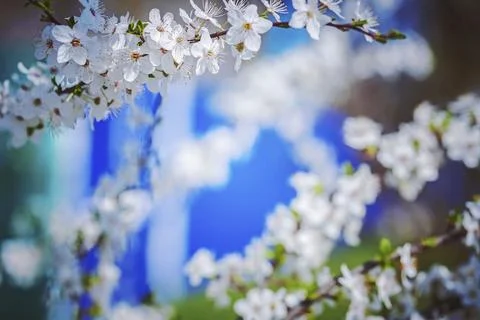 View on blossoming cherry tree with blurred background instagram stile Foto stock