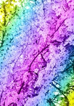 View of a blossoming cherry tree. Toning. The concept of abstraction, plants. Stock Photos