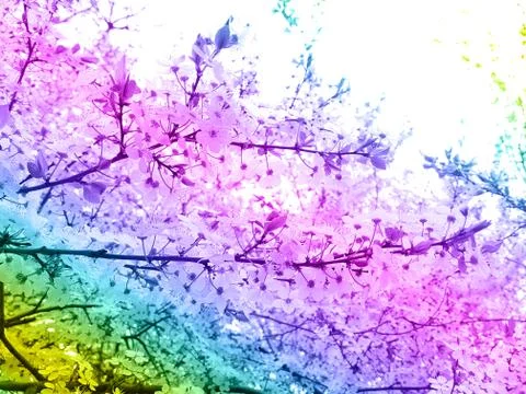 View of a blossoming cherry tree. Toning. The concept of abstraction, plants. Stock Photos
