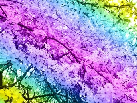 View of a blossoming cherry tree. Toning. The concept of abstraction, plants. Stock Photos