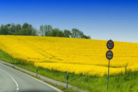 View of a blossoming rape field. 스톡 사진