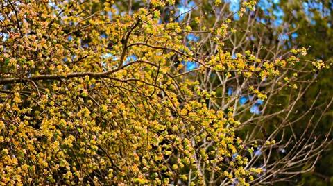 View on a blossoming tree branch Video stock 37805717
