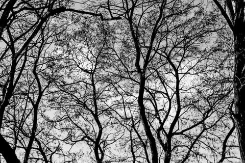 View of a blue bright cloudy sky through branches in black and white Stock Photos