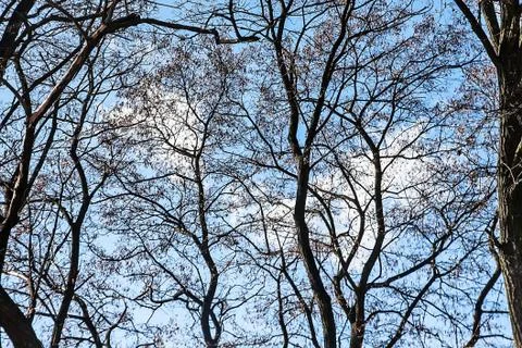 View of the blue bright cloudy sky through the branches Stock Photos