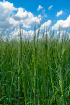 View blue cloudy sky through the ears of rye (wheat) Stock Photos