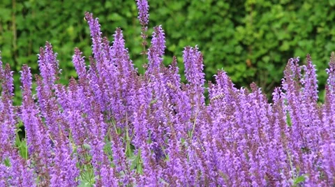 View to the blue flowers with the green leafs at the background in a garden. Stock Footage 61267744