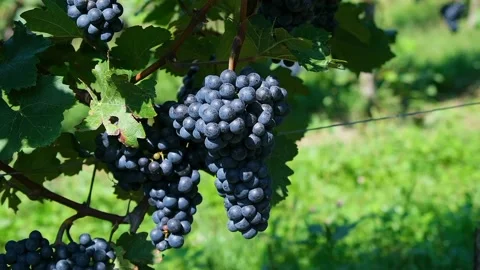 A view of blue grapes Stock Footage 234846339