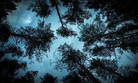 View of the blue-gray evening from under the trees. pine tree crowns . the tr Stock Photos