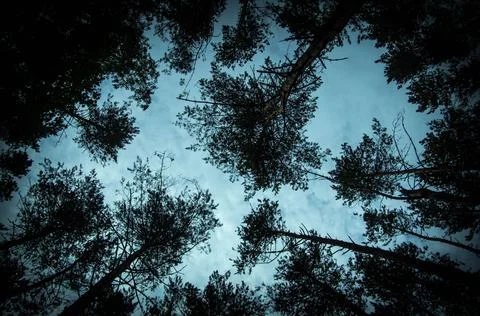 View of the blue-gray evening from under the trees. pine tree crowns . the tr Stock Photos
