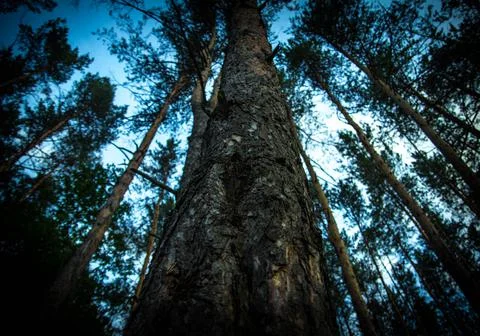 View of the blue-gray evening from under the trees. pine tree crowns . the tr Stock Photos
