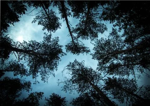 View of the blue-gray evening from under the trees. pine tree crowns . the tr Stock Photos