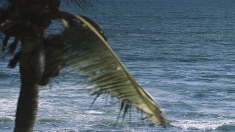 View of the blue ocean through a palm tree in the foreground Stock Footage 167846596