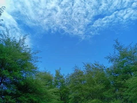 View of the blue sky and clouds between the fir forests Stock Photos