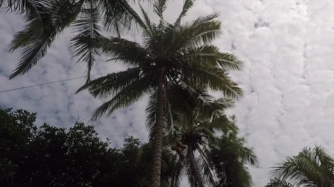 View of Blue Sky and Coconut Tree in Lombok Indonesia Stock Footage 118685576