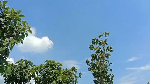 The view of the blue sky and white clouds Stock Footage 239893831