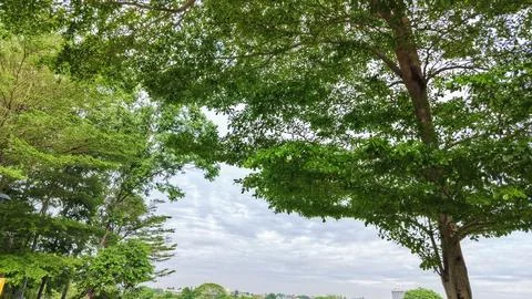 A view of the blue sky between tree branches and green leaves. Stock Photos