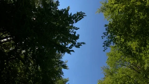 View of blue sky on bright sunny day between green tree forest Stock Footage 129699079