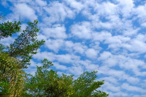 View of blue sky with cloud and green leaf, Thailand. Stock Photos