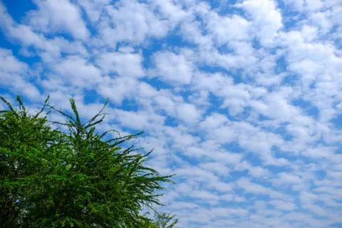 View of blue sky with cloud and green leaf, Thailand. Stock Photos