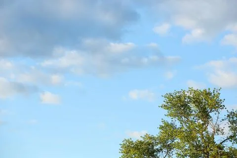 View of blue sky with clouds and tree Photos