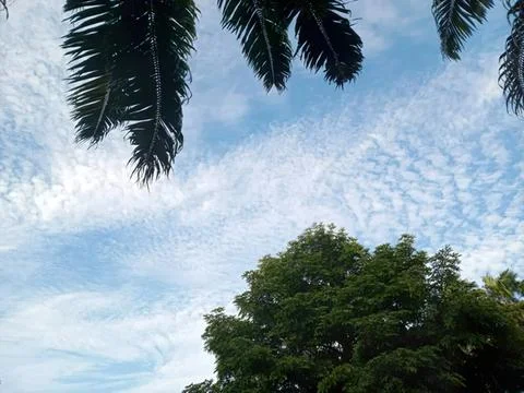 View of blue sky with clouds and green trees below Stock Photos