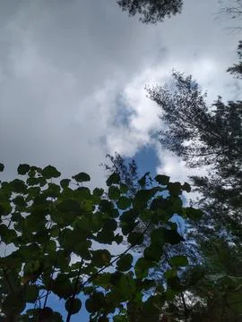 View of the blue sky with clouds framed by the branches of some trees Stock Photos
