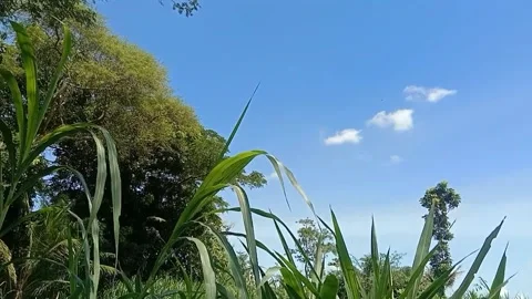 A view of the blue sky Stock Footage 238683275