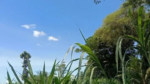 The view of the blue sky Stock Footage 238683364