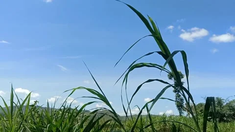 The view of the blue sky Stock Footage 238683368
