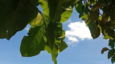 The view of the blue sky Stock Footage 238683557