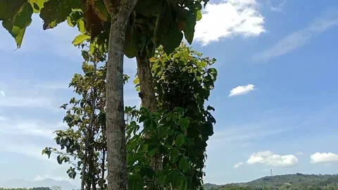 The view of the blue sky Stock Footage 238683700