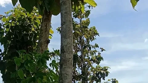 The view of the blue sky Stock Footage 238683701