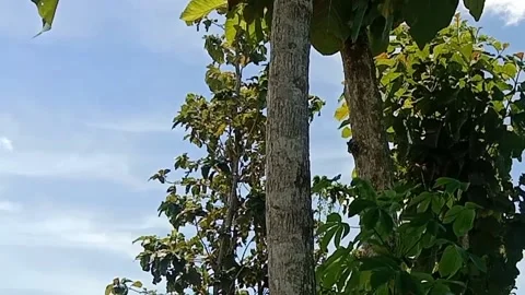 The view of the blue sky Stock Footage 238683761