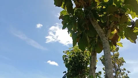 The view of the blue sky Stock Footage 238683798