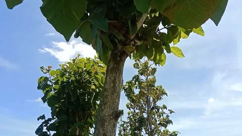 The view of the blue sky Stock Footage 238683826