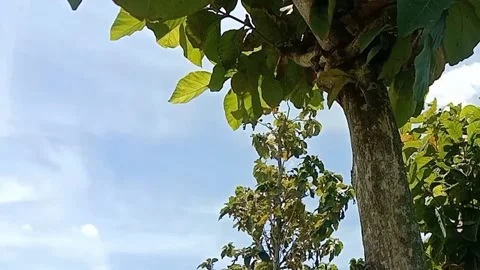 The view of the blue sky Stock Footage 238683940