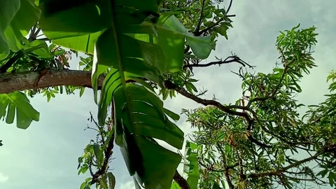 The view of the blue sky on a hot day, decorated with blowing green leaves. Stock Footage 274378765