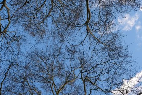A view of a blue sky looking up through trees Stock Photos