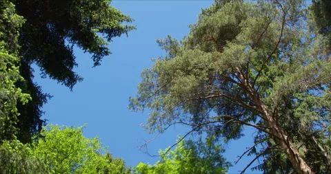 View of the blue sky from the pine forest Stock-Footage 142275388
