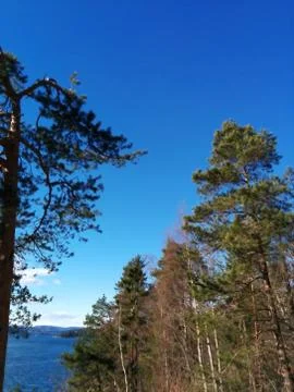 A view of the blue sky with pine tree in front Stock Photos