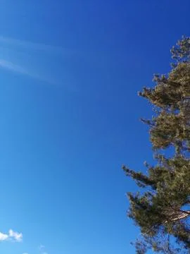A view of the blue sky with pine tree in front Stock Photos