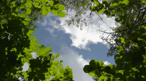 View to the blue sky with running white clouds through the krone of the trees Stock Footage 55247502