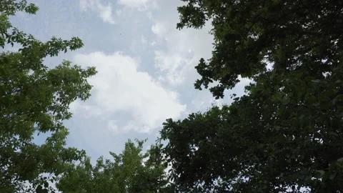 View of blue sky through branches of trees, along which clouds float quickly Stock Footage 148652124