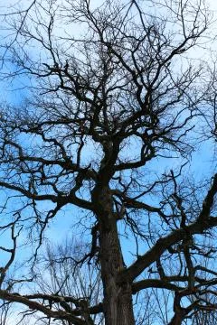 View of blue sky through the branches of trees Stock Photos