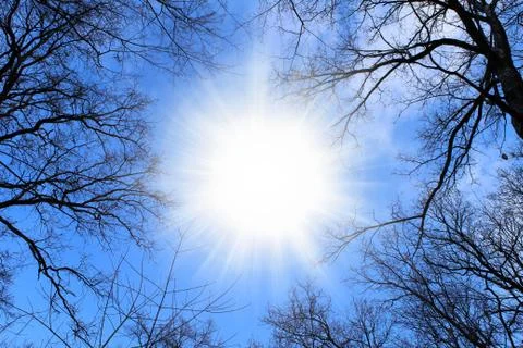 View of blue sky through the branches of trees Stock Photos