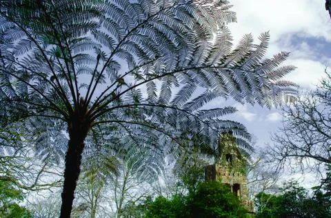 View of the blue sky through the large leaves of tropical palm trees Stock Photos