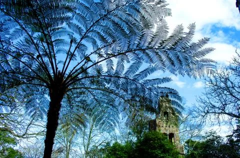 View of the blue sky through the large leaves of tropical palm trees Stock Photos
