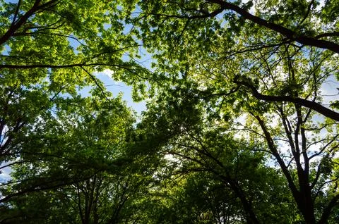 View of the blue sky through the trees Stock Photos