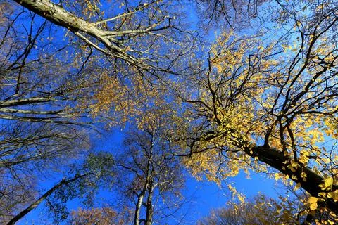 View on blue sky through trees Stock Photos